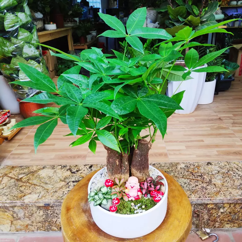 chau-cay-kim-ngan-phong-thuy-mung-tan-gia-nguoi-menh-moc